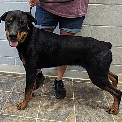 Photo of Ruger