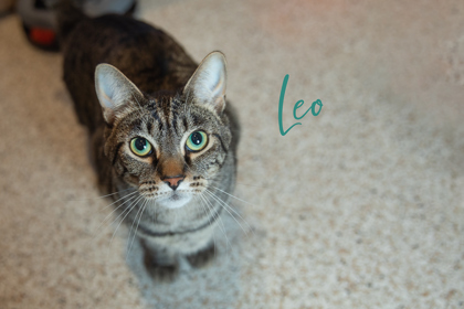 Thumbnail photo of Leo (bonded with Rose) **SPONSORED** #1