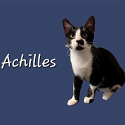Photo of Achilles #karate-guy