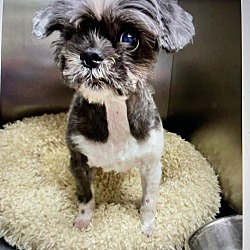 Thumbnail photo of Tori  adoption pending! #1