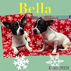 Thumbnail photo of Bella/URGENT #3