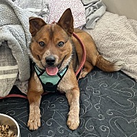 adopt a pet
