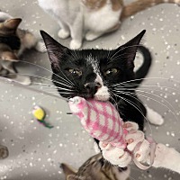 adopt a pet