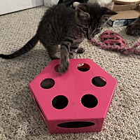 adopt a pet