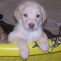 Photo of J Pup #9