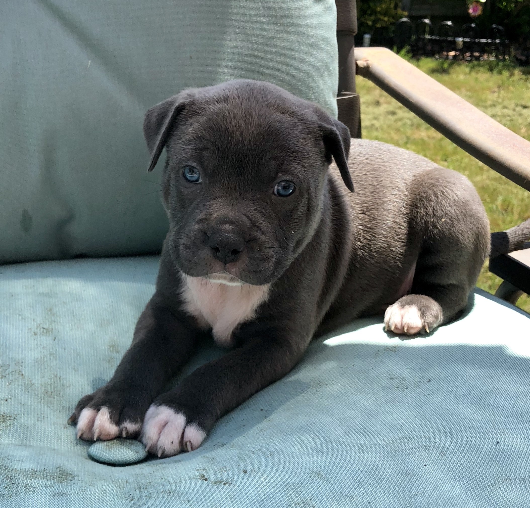 yankee staffordshire bull terrier