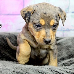 Thumbnail photo of Koby~adopted! #4