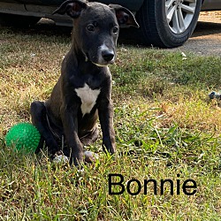 Thumbnail photo of BONNIE #4