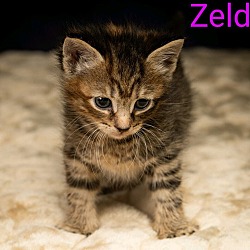 Photo of Kitten: Zelda