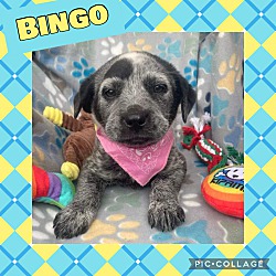 Photo of Bingo