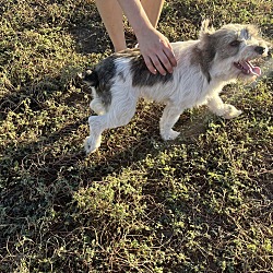 Thumbnail photo of Mini Schnauzer Molly #3