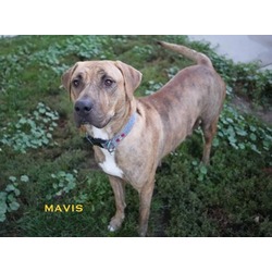 Thumbnail photo of Mavis #1