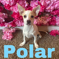 Thumbnail photo of Polar #1