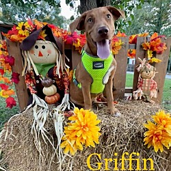 Thumbnail photo of Griffin #1