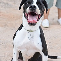 adopt a pet