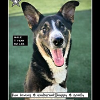 adopt a pet