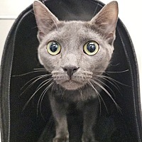 adopt a pet