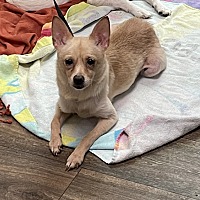 adopt a pet