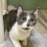adopt a pet