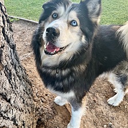 Chico, CA - Husky. Meet Grandpaw a Pet for Adoption - AdoptaPet.com