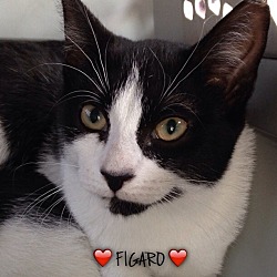 Thumbnail photo of FIGARO #1