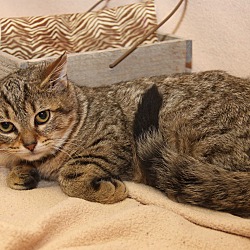 Thumbnail photo of Dawn (Combo Tested & Spayed) #1