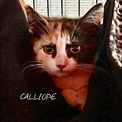 Thumbnail photo of Calliope #2