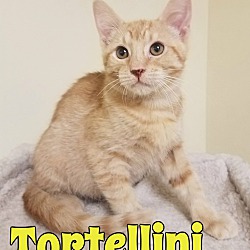 Thumbnail photo of Tortellini #1