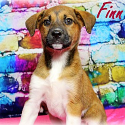Thumbnail photo of Finn~adopted! #3