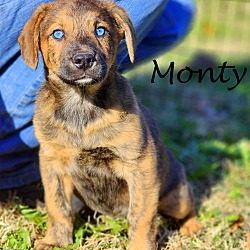 Thumbnail photo of Monty~adopted! #3
