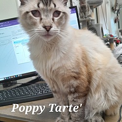 Photo of Poppy Tarte'