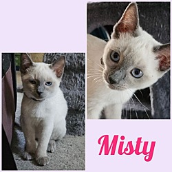 Photo of MISTY & BROOKE