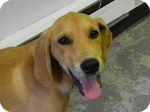 foxhound yellow lab mix