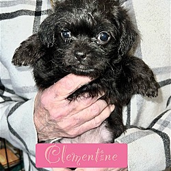 Thumbnail photo of Kiwi Pup Clementine #4