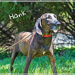 Thumbnail photo of Hank #4