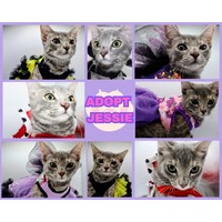 adopt a pet