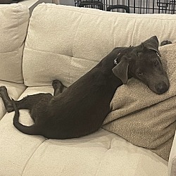 Scottie, Labrador Retriever Weimaraner