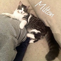 Thumbnail photo of Milton #1
