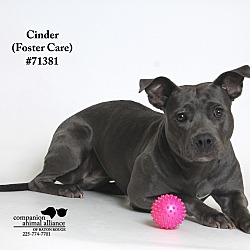 Thumbnail photo of Cinder  (Foster Care) #2