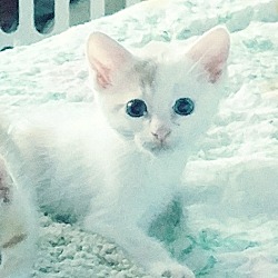 Thumbnail photo of Orange and White kittens #4