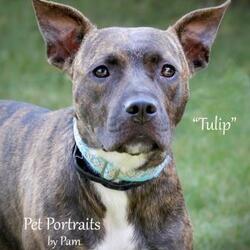 Puppies For Sale In Fond Du Lac Wisconsin Adoptapet Com