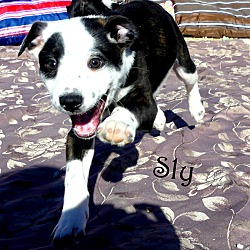 Thumbnail photo of Sly~adopted! #4