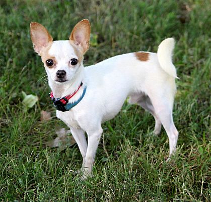 Franklin, TN - Chihuahua. Meet TINY JAKE a Pet for Adoption - AdoptaPet.com