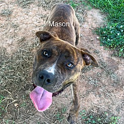Photo of Mason