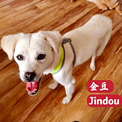 Thumbnail photo of Jindou #4