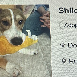 Photo of shiloh