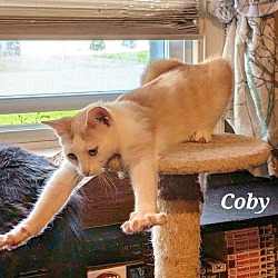 Thumbnail photo of Coby #3