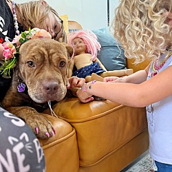 Thumbnail photo of Rhiannon ittie bittie pittie #2