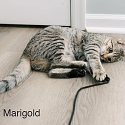 Thumbnail photo of Marigold #2