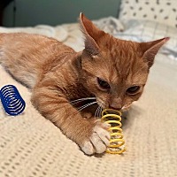 adopt a pet